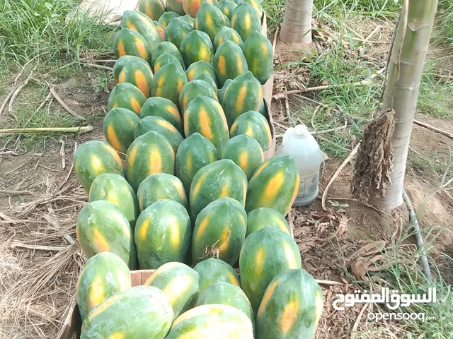 يوجد موز وباباي للجمله فقط