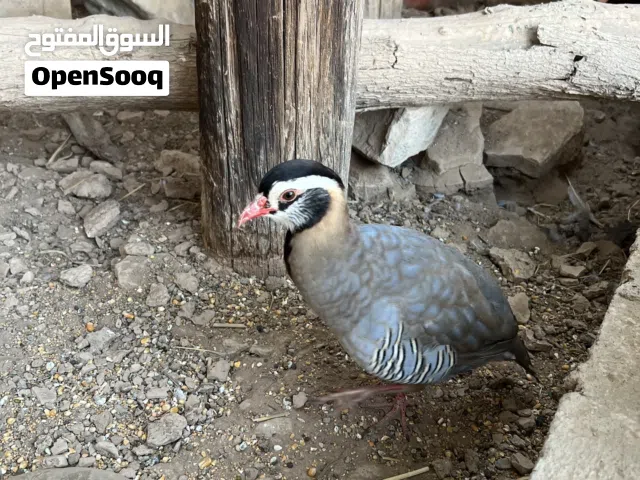 زوج حجل عربي منتج