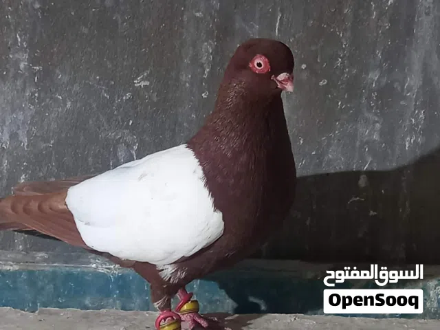 متاح فحل مزهور الصلاة النبي