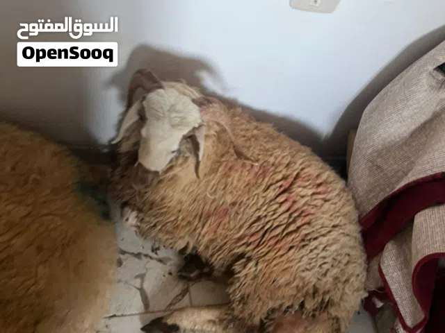 تم بيع ربي يباركله