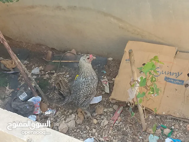 جاجتين وديك