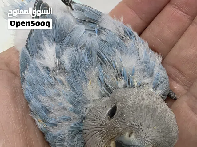 فروخ Lovebird اوبلاين