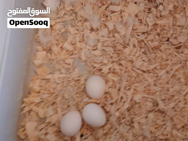 اقرا الوصف بسم الله مشاء الله كوبيه كوكتيل للبيع