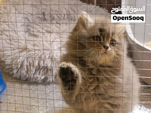 لأصحاب الذوق الرفيع متاح  كتن سكوتش شانشيلا مستوى رائع تبارك الرحمان مستوى عالي وجميل بسعر مناسب جدا