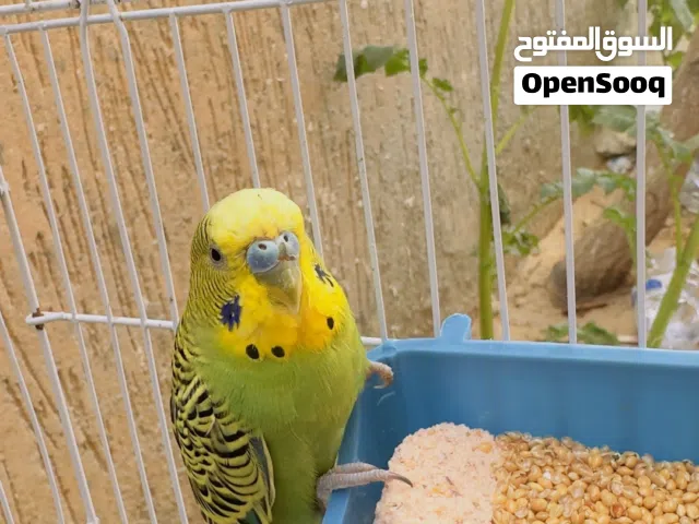 عصافير بقلينو فرادي للبيع