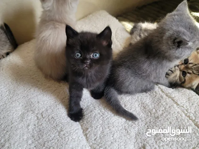 قط سكوتش ستريت