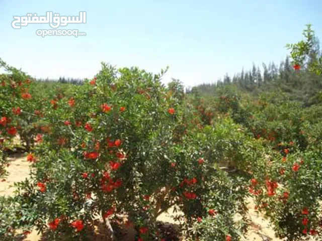 مساحة كبيرة تصلح للزراعة والاستزراع السمكي والداجني والحيواني بوادي المغرة بالظهير الصحراوي للعلمين