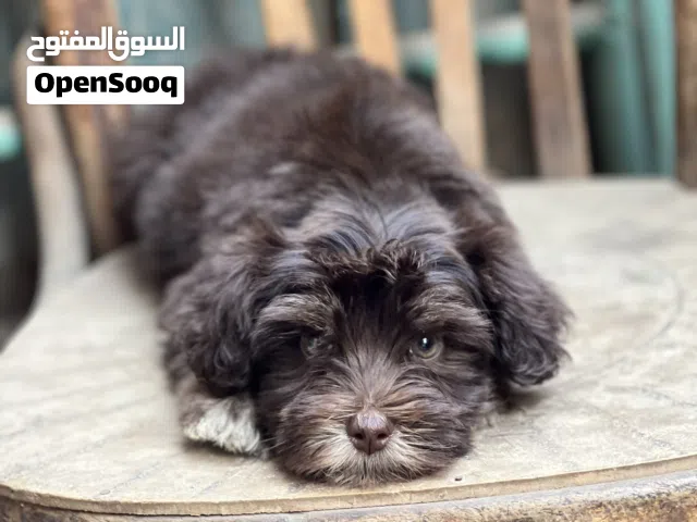 هافانيز Havanese