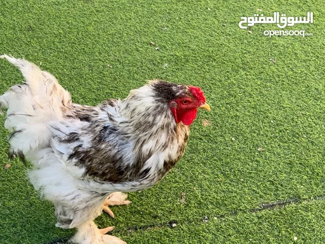 يوجد لدينا كمية من أنواع مختلفة من الدجاج والديوك البراهمة والكويتي والأمريكي وبولندي