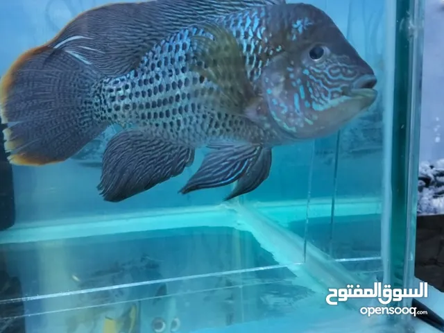 يا تلحق يا متلحقش بنت فلاور هورن الولد جرين تيلور