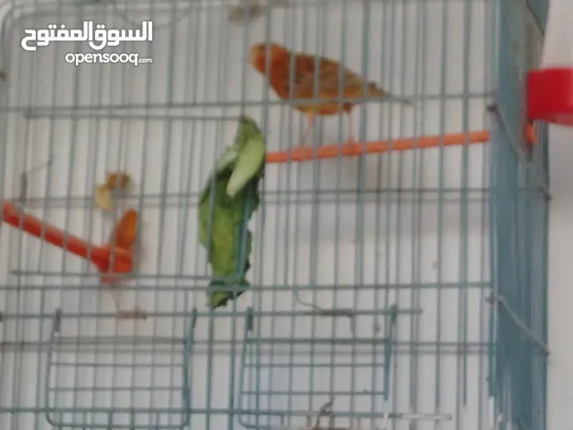 طيرة كنار كرزي للبيع بسعر مغري
