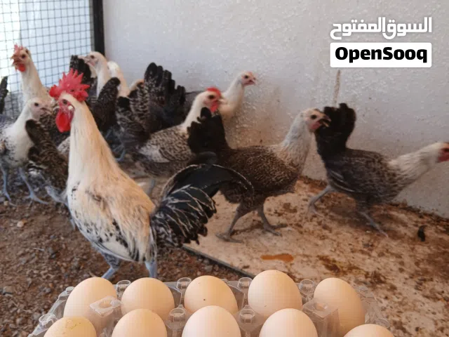 بيض تكساس و فيومي مخصب