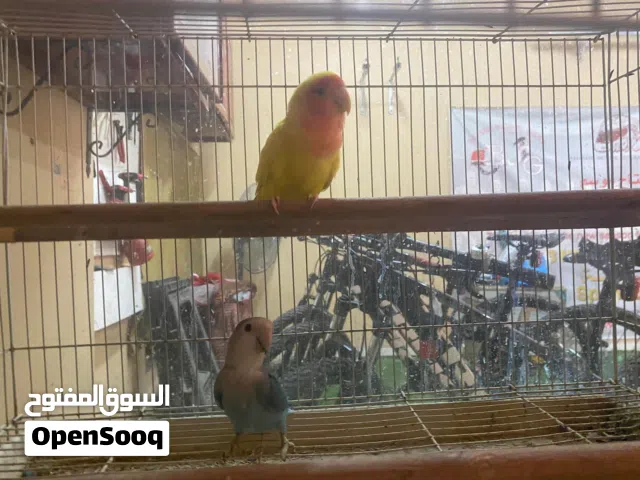 زوج طير روز للبيع