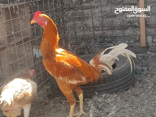 هندي تركي خالص