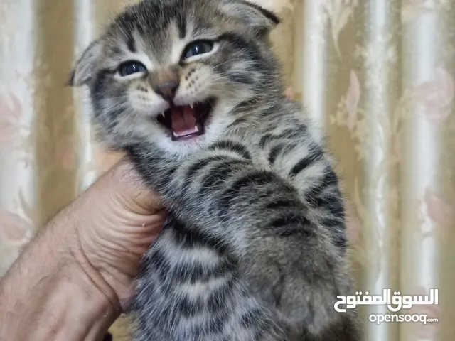 قط سكوتش مكس الغني عن التعريف لان بي اقل سعر بلاردن