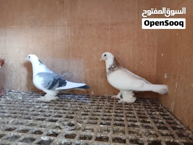 كوبيه مكاوي امصوقره