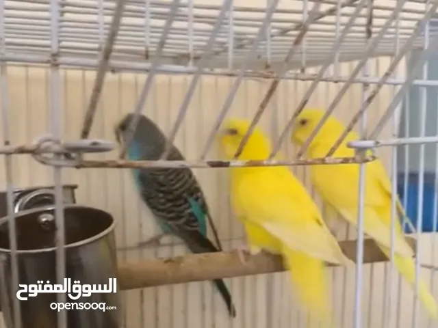 ثلاث بادجي