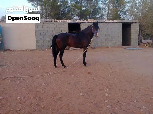 خيول للبيع