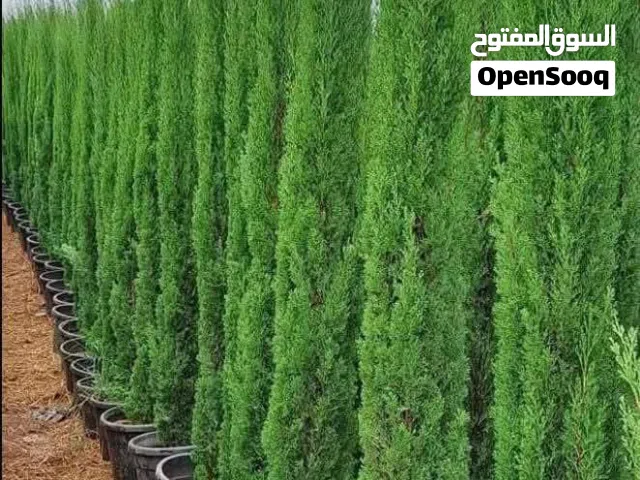 مشاتل الريان الزراعية إنتاج وبيع جميع أنواع الاشجار المثمرة والزينة