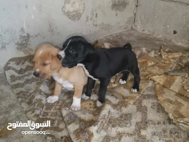 جراو اثنين، صيد ال، عمر 3 شهور