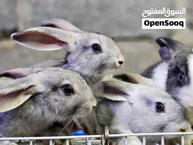 ارانب هولندية