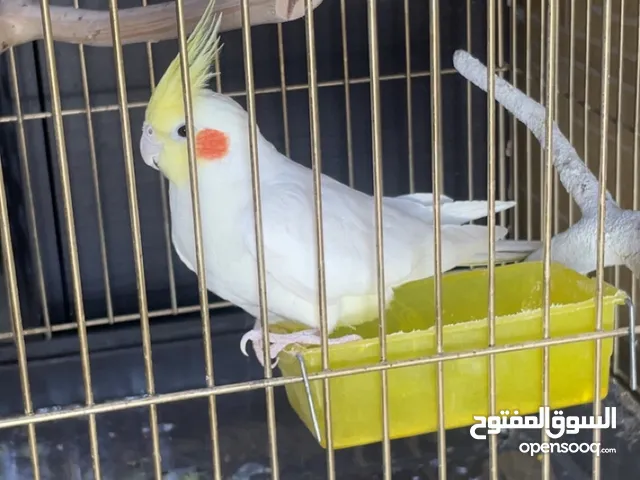 إذا تباه مع القفص السعر يختلف والطير جاهز ماشاءالله