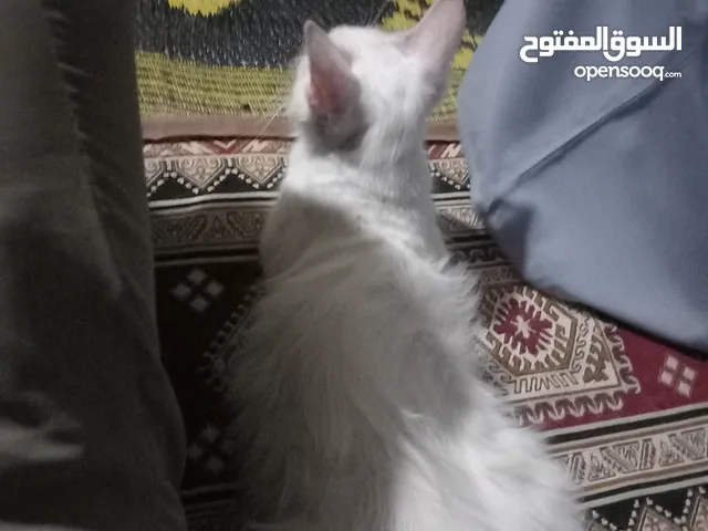 سنور أليف للبيع ماشاء الله تبارك الله جمال وصحه