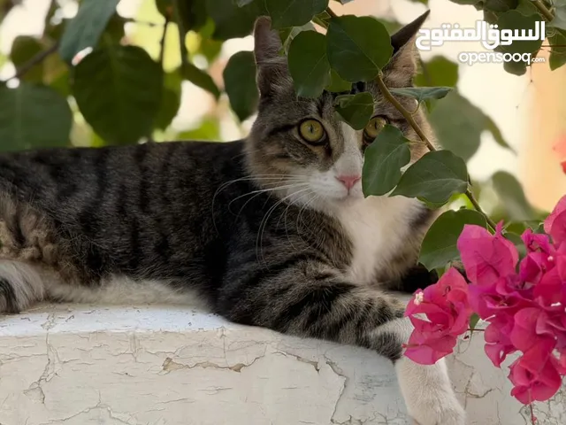 قط للتبني (مجاناً) mix breed maincoon - cat for adoption free