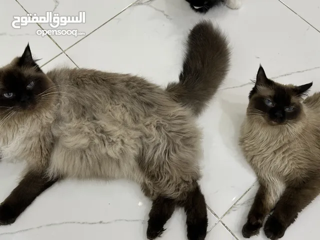 الام هملايا عمرها 3 سنوات ونصف أطفالها سنه ونصف الاب ابيض واسود عمره سنتين ونصف تقريبا