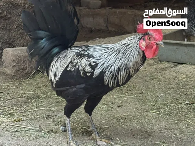 دجاج جمله .