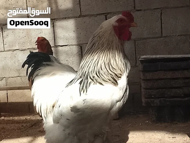ديك براهما كولومبي