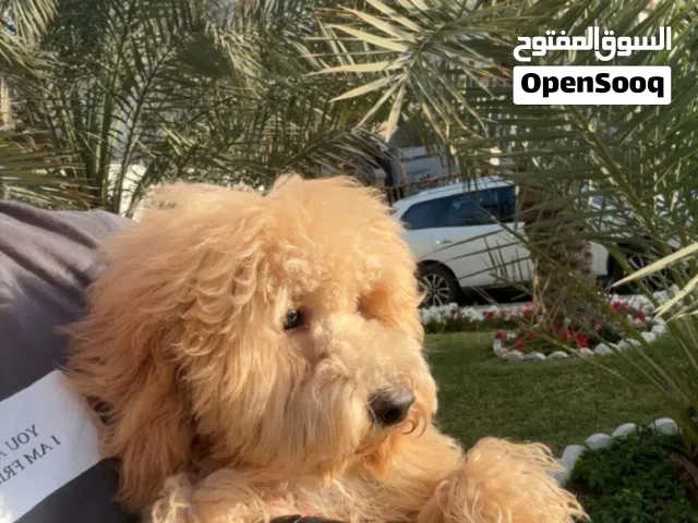 للبيع مالتيبو