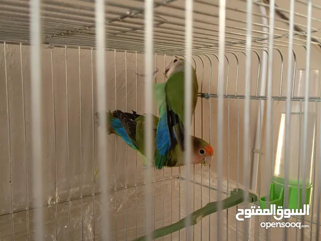 ماشاءالله جوز روز مرتب وشغال وجز بسلاه علا نبي لا مريض ولا في أي عيب ول جوز مع قفص 16