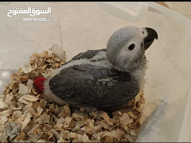 فروخ كاسكو انتاج محميه ابو مروان مضمونه الصحه للبيع وليس للبدل
