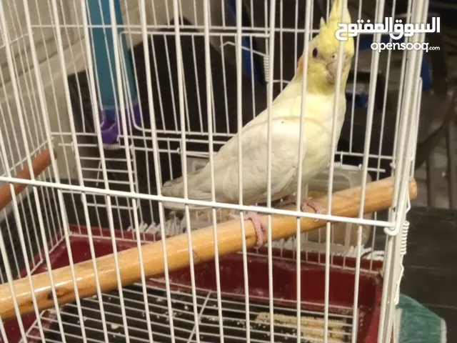 جوز حب وكوكتيل وحسون للبيع اقرا الوصف