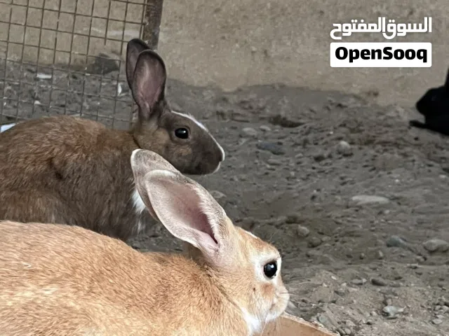 ارنب للبيع الوصف مهم !