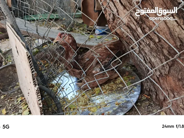 دجاجه وديج  الصحه 100٪