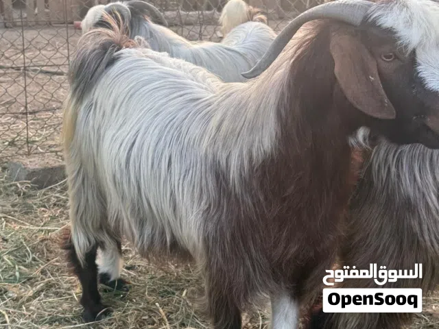 تيوسه وكبش وجعد ذبايح