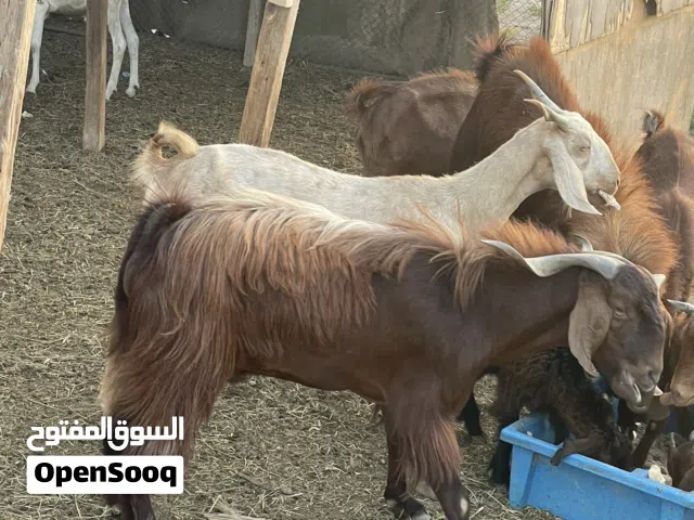 غنم تيس عماني