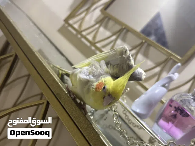 عصفور جيداً جداً