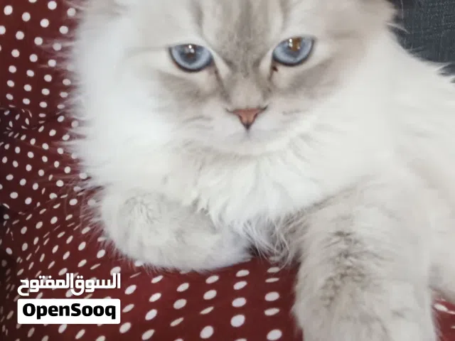 قطه. اليفه شانشيلا عمر سنه العوبه