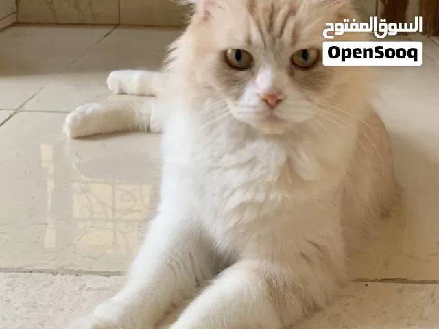 قطه شيرازيه جميله و هاديه للتبني