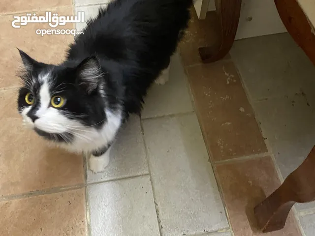 قطط للتبني الاثنين مع بعض cat for adoption