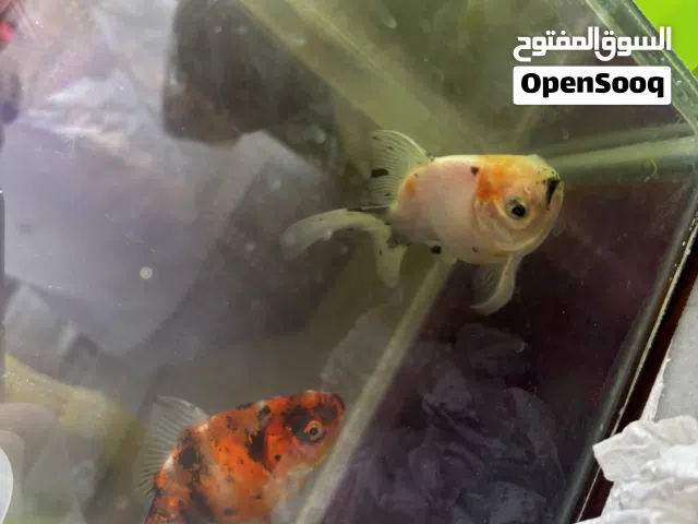سمك جولد فيش مع حوض وأكل وفلتر