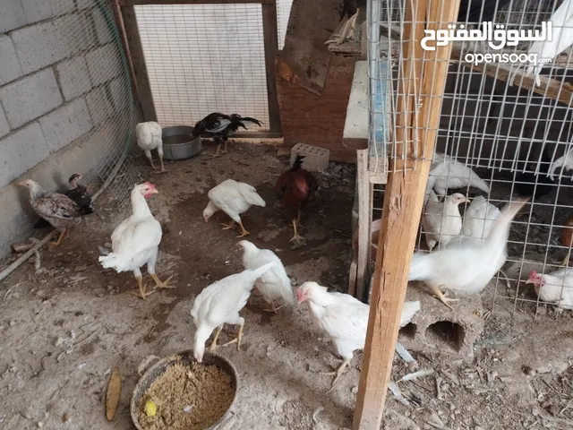 للبيع دجاج عرب اقره الوصف مهم