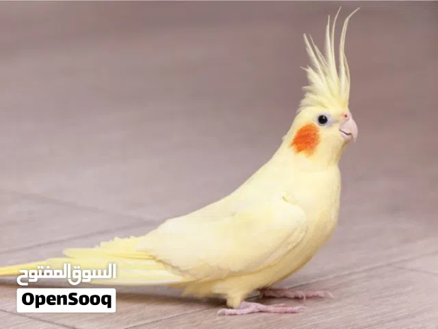 مطلوب كوكتيل إقرأ الوصف إذا تكرمت يفضل حبشي