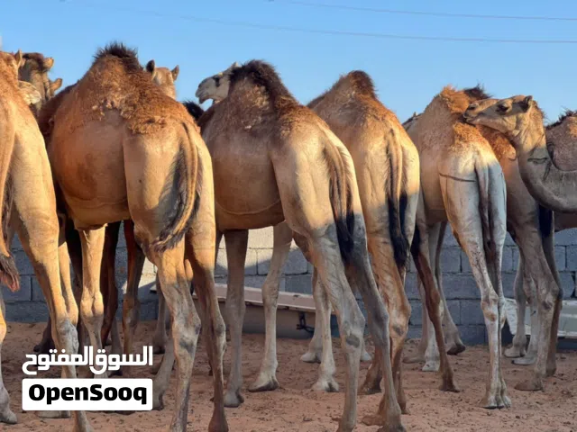 قعدان اللبيع عدد 17 ميزان ربي يبارك