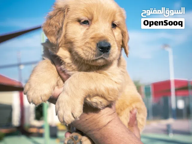 لطـــــــيف، اجتمــــــاعي، ويــــعرف كــيف يســـــرق القلوب قبل الألعاب.   حاصل على جميع اللقاحات