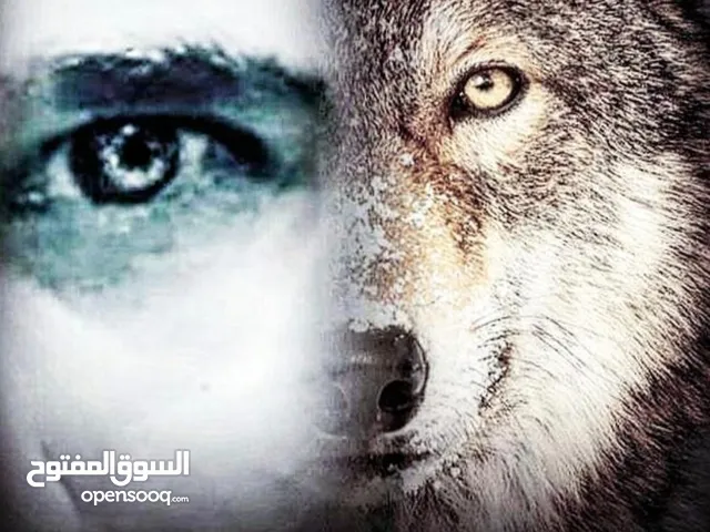 صقر ابو عقيل
