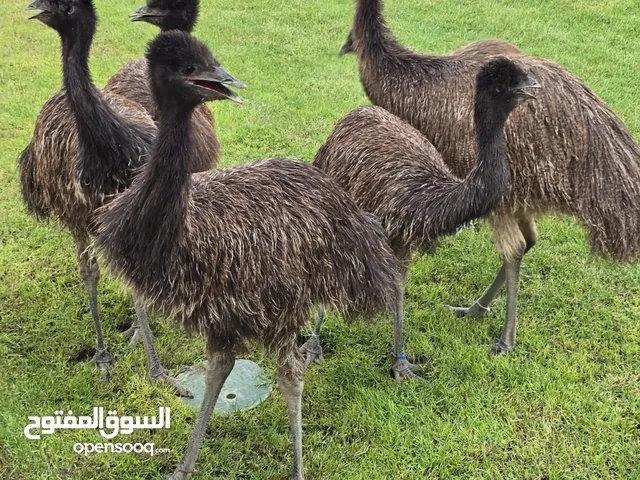 نعام الإيمو الأسترالي